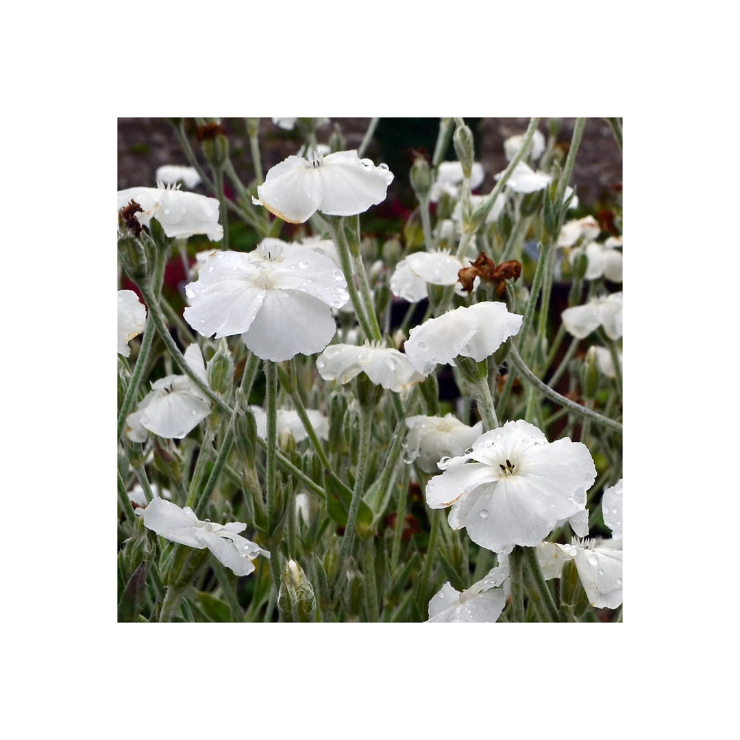 White Organic Alba Lychnis Flower For Planting Heirloom Non Gmo Flower Seeds for Home Garden [neera-v5-6ae74c855b40c6586f44]