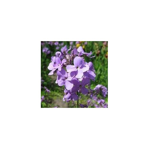 Matthiola Bicornis Seeds for Planting [neera-v5-6aec4d7b6356adfda3f5]