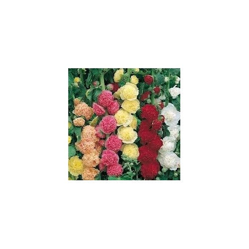 Mallow Alcea Rosea Plant Seeds for Planting Non-GMO Heirloom Garden Seeds for Growing Beautiful Flowers [neera-v5-6af61617d1cc25577b5e]
