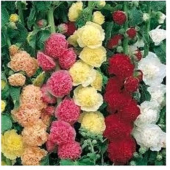 Mallow Alcea Rosea Plant Seeds for Planting Non-GMO Heirloom Garden Seeds for Growing Beautiful Flowers [neera-v5-6af61617d1cc25577b5e]