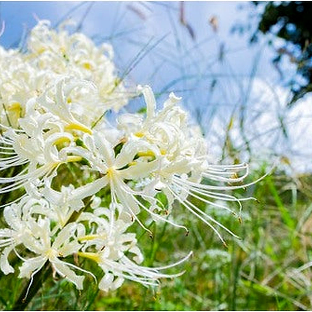 Heirloom Non-GMO Lycoris Radiata Flower Seeds for Planting [neera-v5-6b143e3645a469b2b3e2]