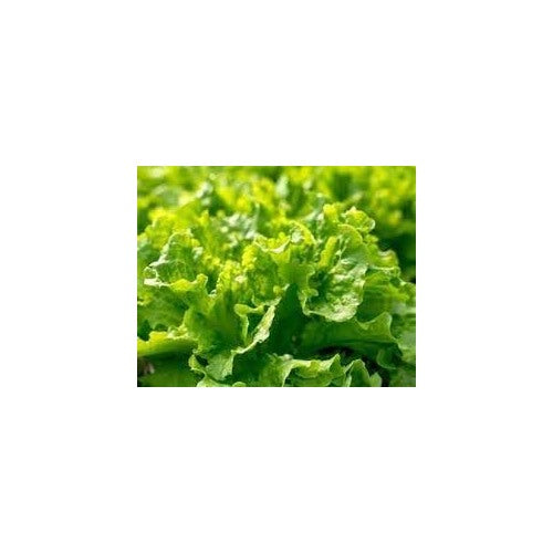 Lettuce Vegetable Seeds for Planting [neera-v5-6b14a630cab6afe3f049]