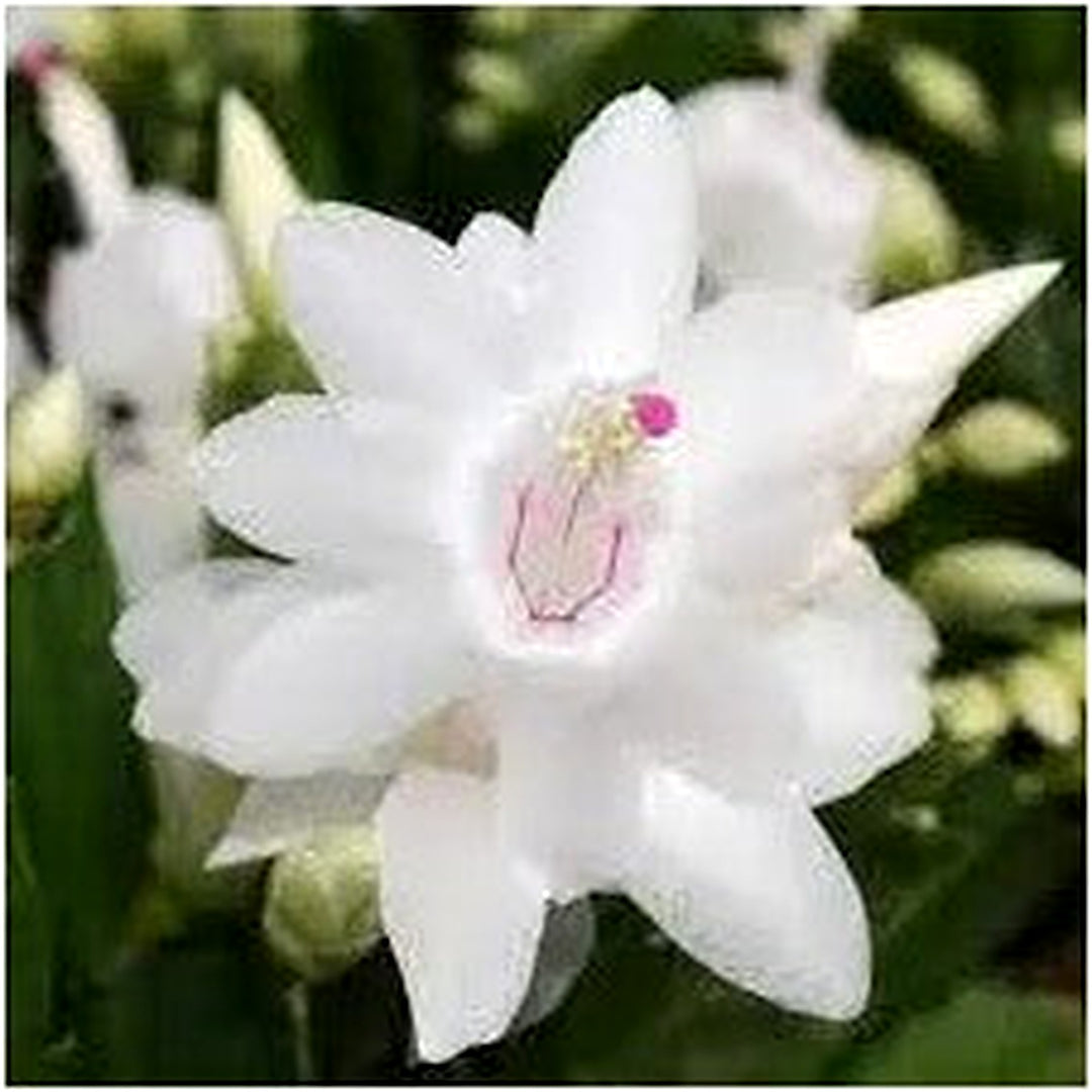 White Schlumbergera Flower Planting For Garden Non Gmo Flower Seeds for Home Garden Planting, [neera-v5-6b2803ce8440d6c8da23]