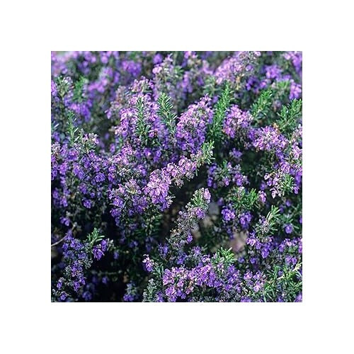 Pink Rosemary Plant Seeds for Planting Non-GMO Heirloom Garden Seeds for Growing [neera-v5-6b5e3f03c80c64875790]