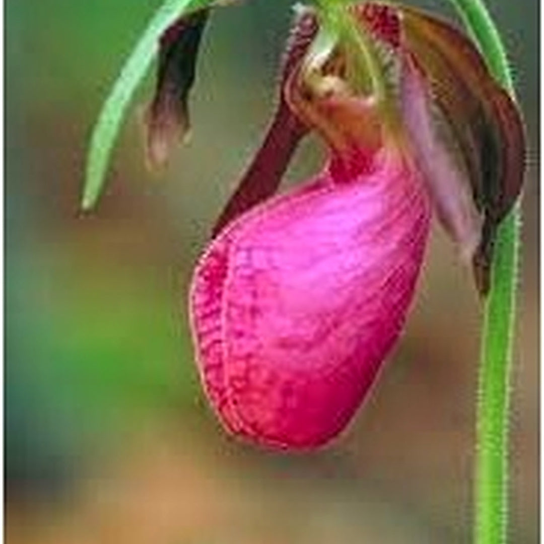 Cypripedium Acaule Seeds for Planting [neera-v5-6b5e66fc5344504d15a3]