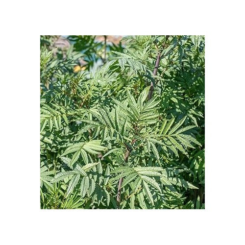 Huacatay Plant Seeds for Planting [neera-v5-6b5f8802b0ea66b3f17e]