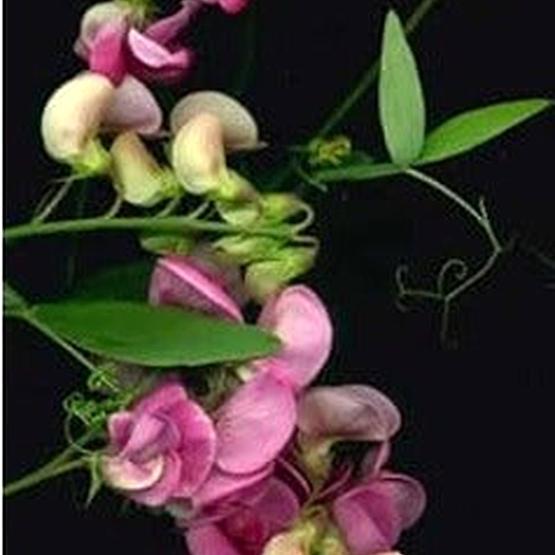 Silla Flower Seeds [neera-v5-6b65d2419756694cc4ec]
