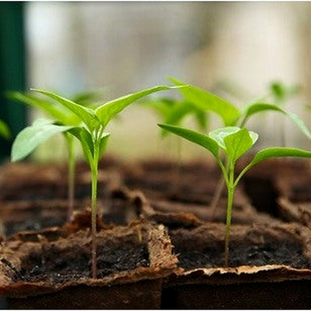 Heirloom Non-GMO Eiche Plant Seeds for Planting [neera-v5-6b6b05f3849ebcfd291b]