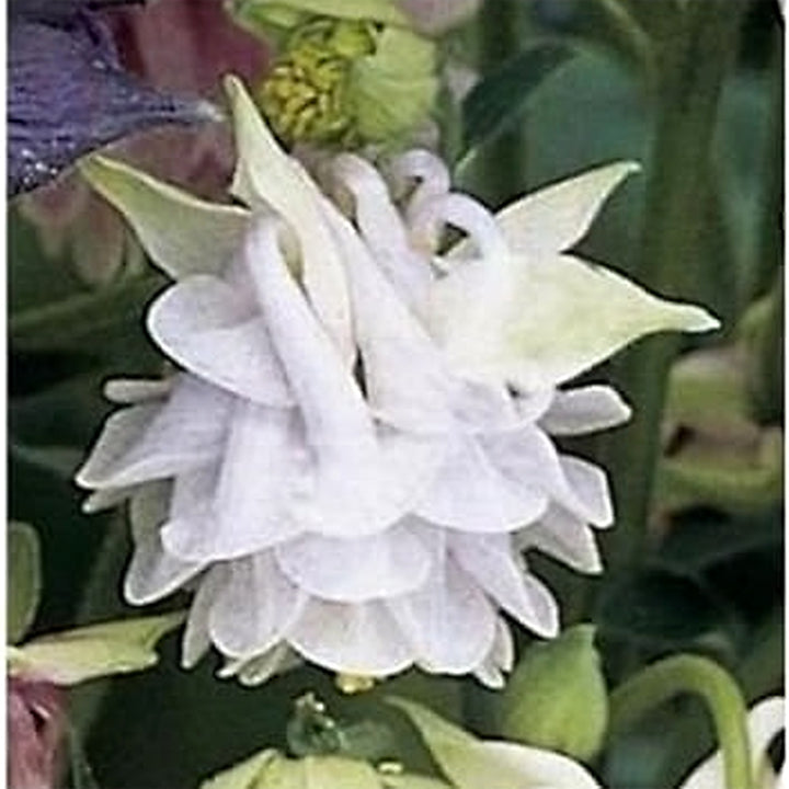 Aquilegia Lace Flower Seeds for Planting [neera-v5-6b71f7b401c5ce711de9]