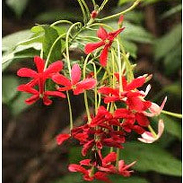 Quisqualis Indica Flower Seeds [neera-v5-6b762578b2a02b3db2bc]