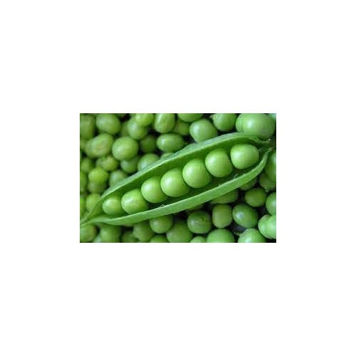Fresh Peas Seeds for Planting | Heirloom, Non-GMO, High Germination Organic Garden Seeds [neera-v5-6b7a2d1aeb9ef278ae23]