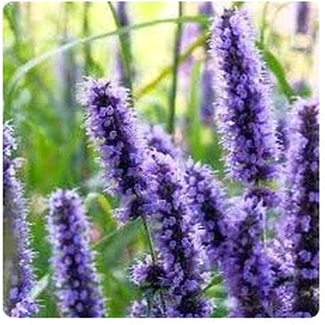Heirloom Non Gmo Hyssop Flower For Planting Aromatic Medicinal For Gardens Flower Seeds for Home [neera-v5-6b7b09ef453e94f023da]