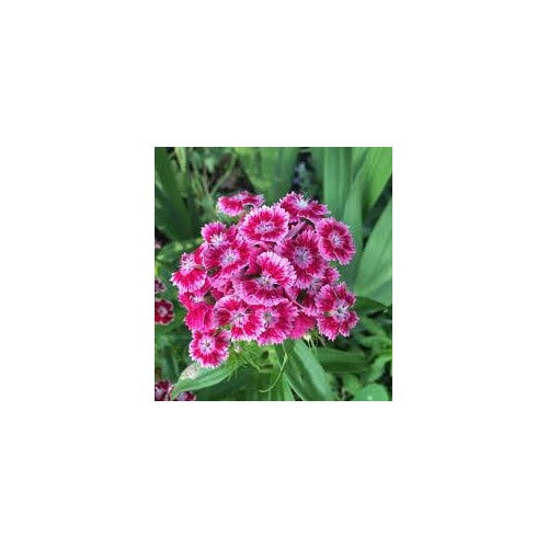 Pink Sweet William Heirloom Wildflower Pollinator Flower Seeds for Home Garden Planting, Blooming [neera-v5-6b7ec15e040671c107cb]