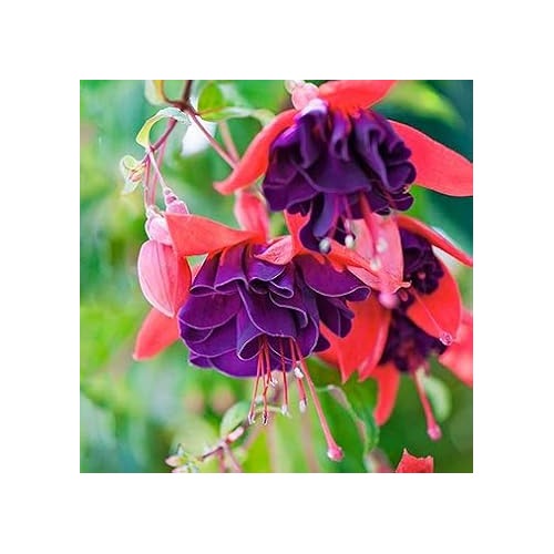 Lavender Fuchsia Flower Seeds for Planting [neera-v5-6b8cc31fb39e65a1165d]