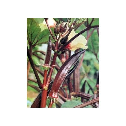 Burgundy Okra Seeds for Planting [neera-v5-6b91f2a578ac750b254b]