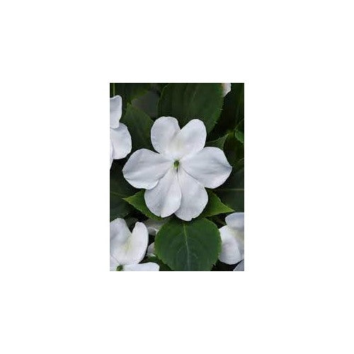 Heirloom Non-GMO Impatiens Flower Seeds for Planting [neera-v5-6ba2df84e6f70cc1cdba]