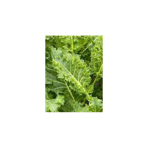 Walking Stick Kale Seeds for Planting [neera-v5-6bb07797dc5df698b0eb]