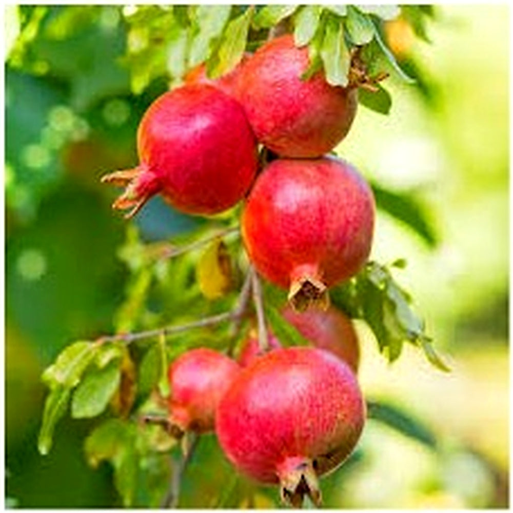 Pomegranate Wonderful Seeds [neera-v5-6bbb55851aee4c09dcaa]