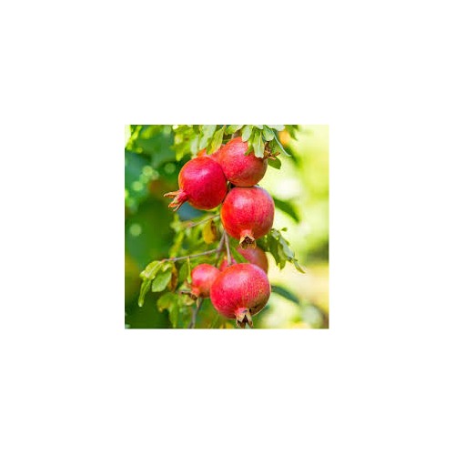 Pomegranate Wonderful Seeds [neera-v5-6bbb55851aee4c09dcaa]