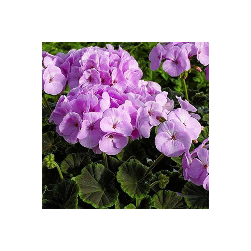 Lavender Multibloom Geranium Pelargonium X Hortorum Flower For Planting In Indoor Pots Flower Seeds [neera-v5-6bc2c2e16ff84a96a583]