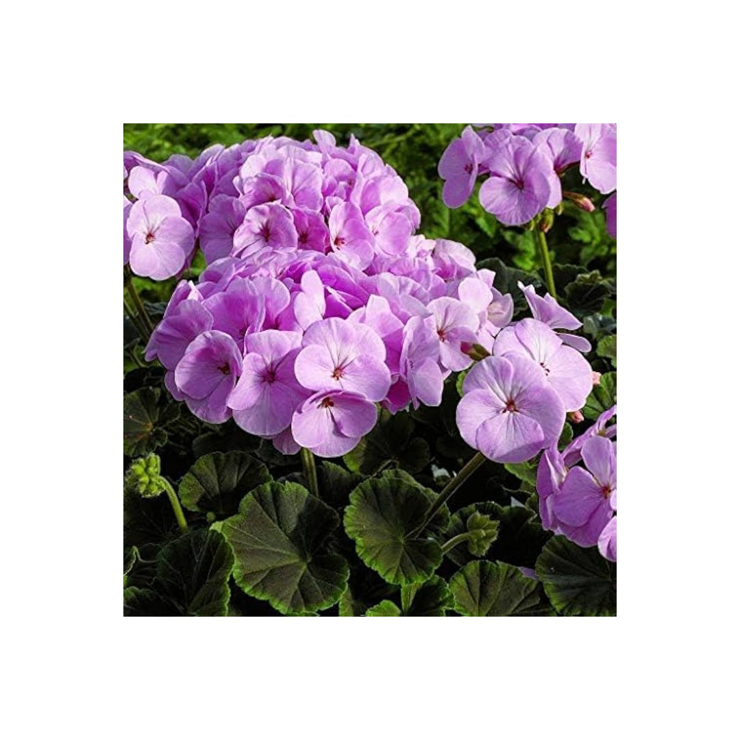 Lavender Multibloom Geranium Pelargonium X Hortorum Flower For Planting In Indoor Pots Flower Seeds [neera-v5-6bc2c2e16ff84a96a583]
