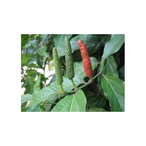 Long Pepper (Piper longum) Seeds for Planting [neera-v5-6bc36a9db02a1d98bf8d]