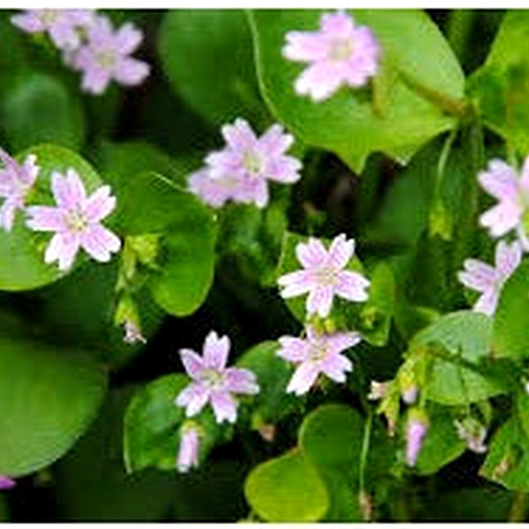 White Claytonia sibirica [neera-v5-6bc4aafb2bd88c70fd3e]