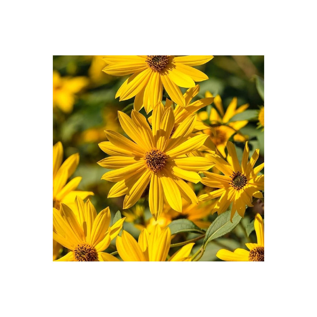 Yellow Maximilian Sunflower Planting Perennial Drought Tolerant Pollinator Friendly Flower [neera-v5-6bccf34207b3d41c2951]