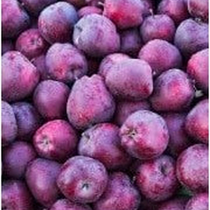 Purple Apple Fruit Seeds for Planting [neera-v5-6bdcbae9d4709ca43697]