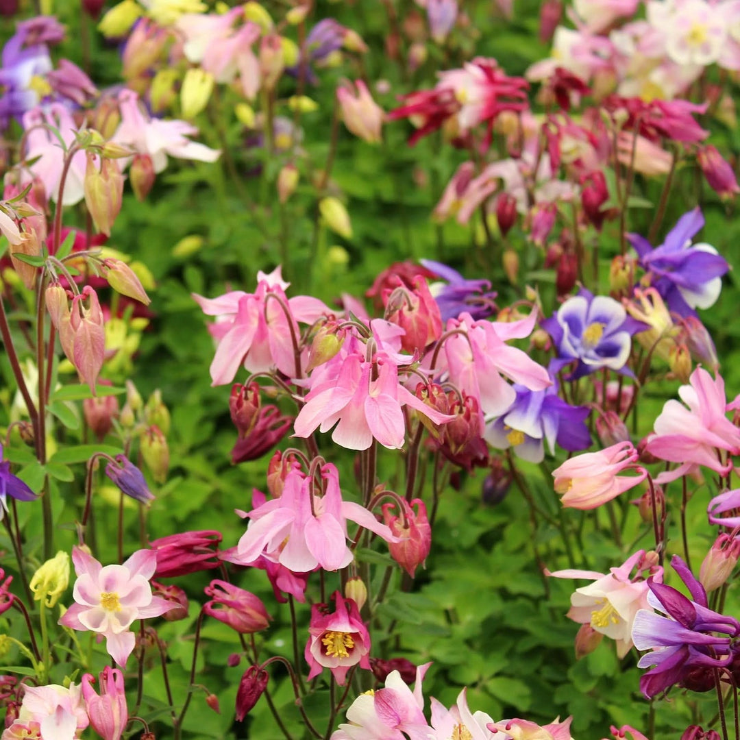 Columbine Biedermeier Flower For Planting Flower Seeds for Home Garden Planting, Exotic Organic [neera-v5-6be333ff3dbe5cc31558]
