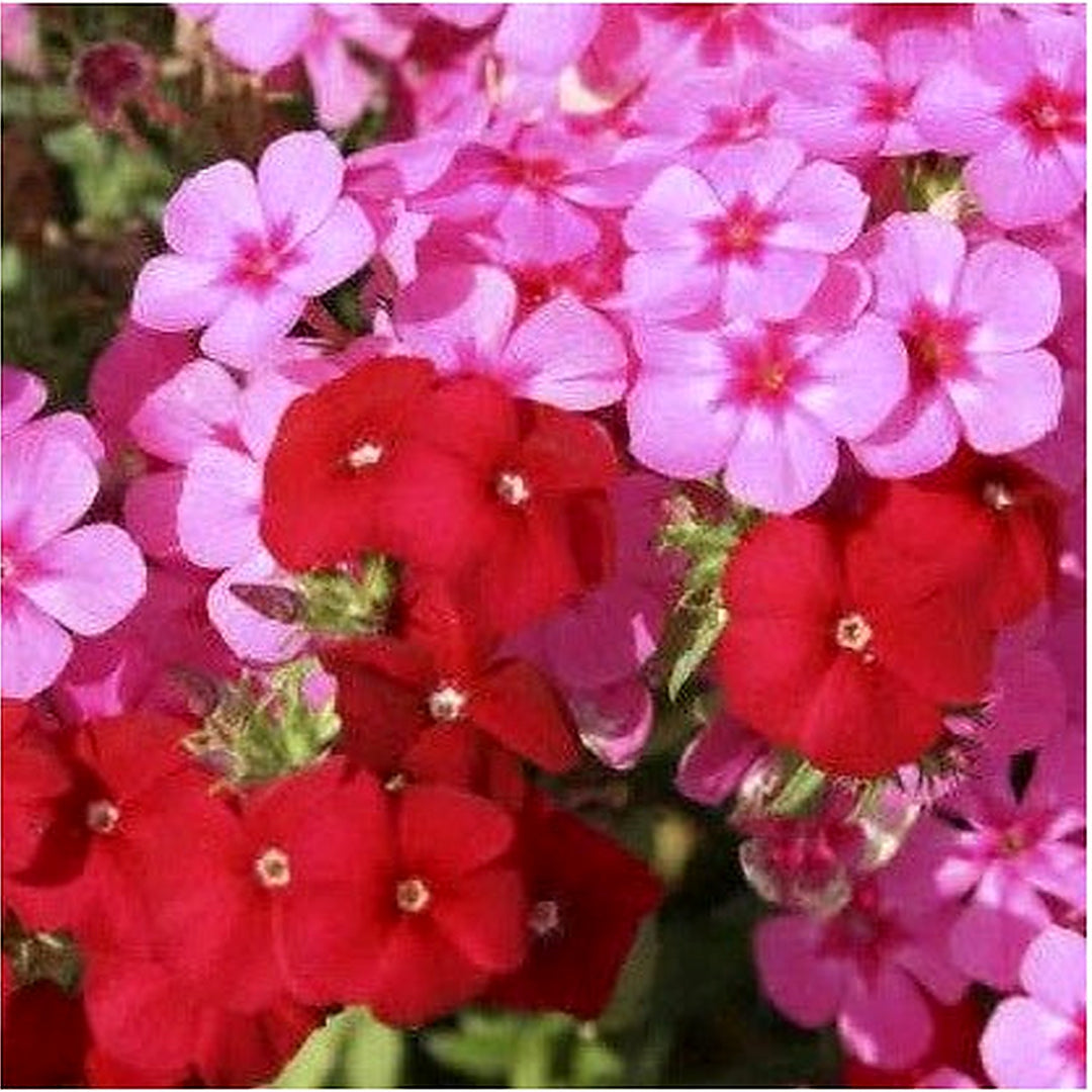 Phlox Flower Mixed Colors For Pots Gardens Flower Seeds for Home Garden Planting, Fragrant Organic [neera-v5-6bee7c4492046d77b51e]