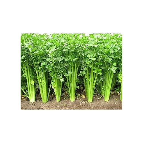 Heirloom Non-GMO Celery Vegetable Seeds for Planting [neera-v5-6bf36799a7efa134aef3]
