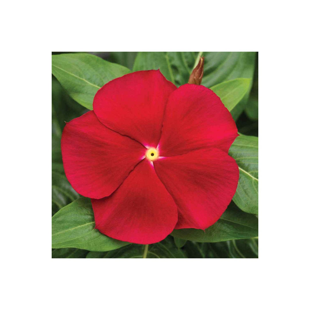Red Vinca Rosea Flower For Garden Planting Non Gmo Heirloom For Easy Growth Flower Seeds for Home [neera-v5-6c06744ae480a3dd4661]