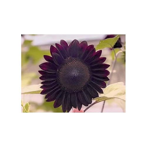 Burgundy Sunflower Seeds for Planting [neera-v5-6c07440a7e8ea42a0e66]