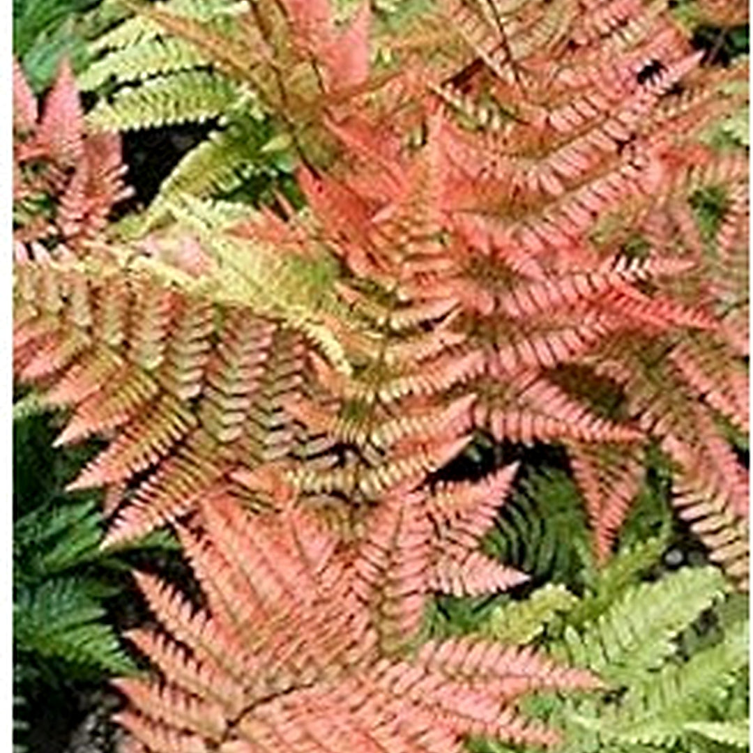Light Orange Fern Plant Seeds for Planting [neera-v5-6c07d5d095fcb1593d42]