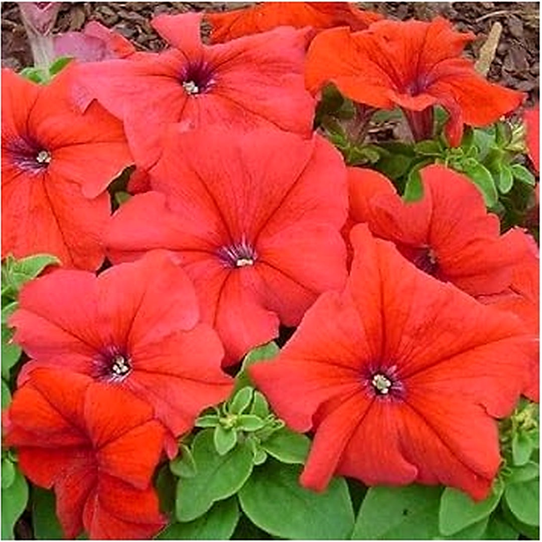 Red Petunia Flower Seeds for Garden Planting [neera-v5-6c23bd68eee04a5cf58c]