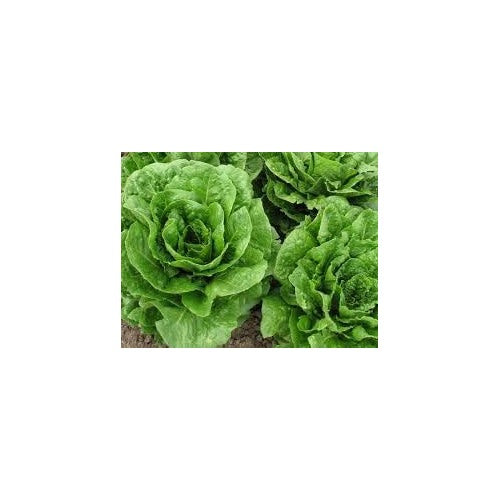 Lettuce Vegetable Seeds for Planting [neera-v5-6c28f57af519fcf088e8]