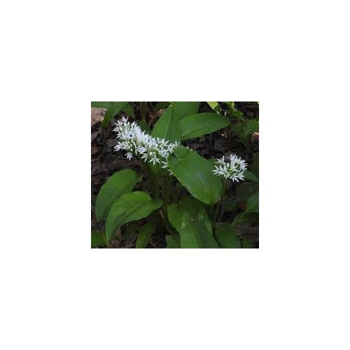 Ursinum Flower Seeds for Planting [neera-v5-6c2c9038e90e62ad7fe2]