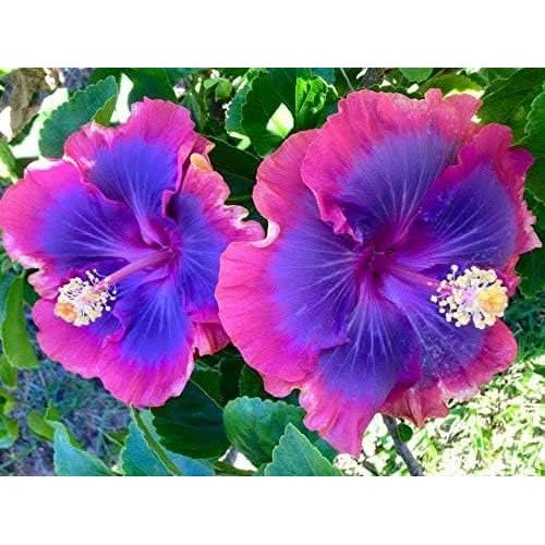 Giant Hibiscus Flower Heirloom Non Gmo For Planting Large Vibrant Blooms Flower Seeds for Home [neera-v5-6c38a4f5f1a5a5352d84]