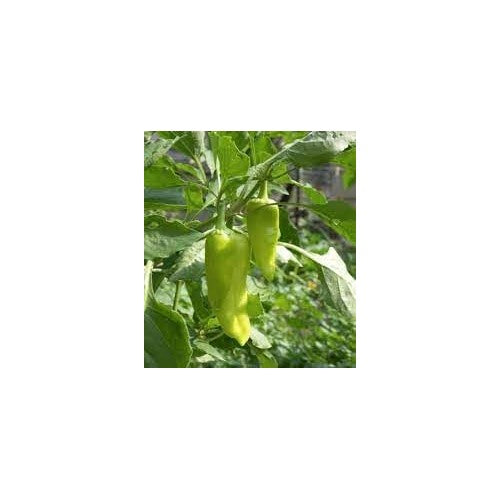 Pepperoncini Seeds for Home Garden [neera-v5-6c38b02150a9c67945ba]