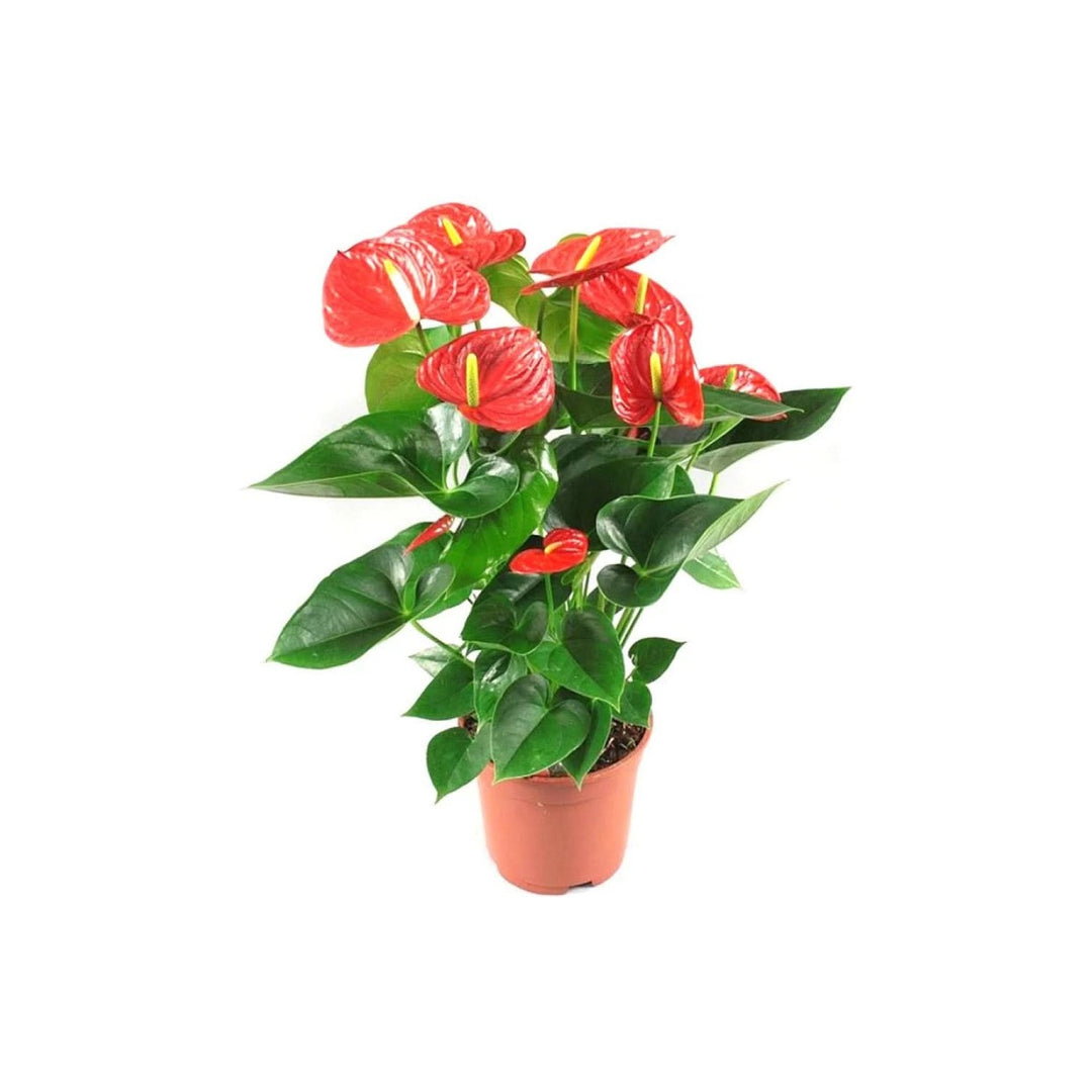 Heirloom Anthurium Flower Exotic Houseplant Flower Seeds for Home Garden Planting, Landscape [neera-v5-6c3de16bf4b3f50f767c]