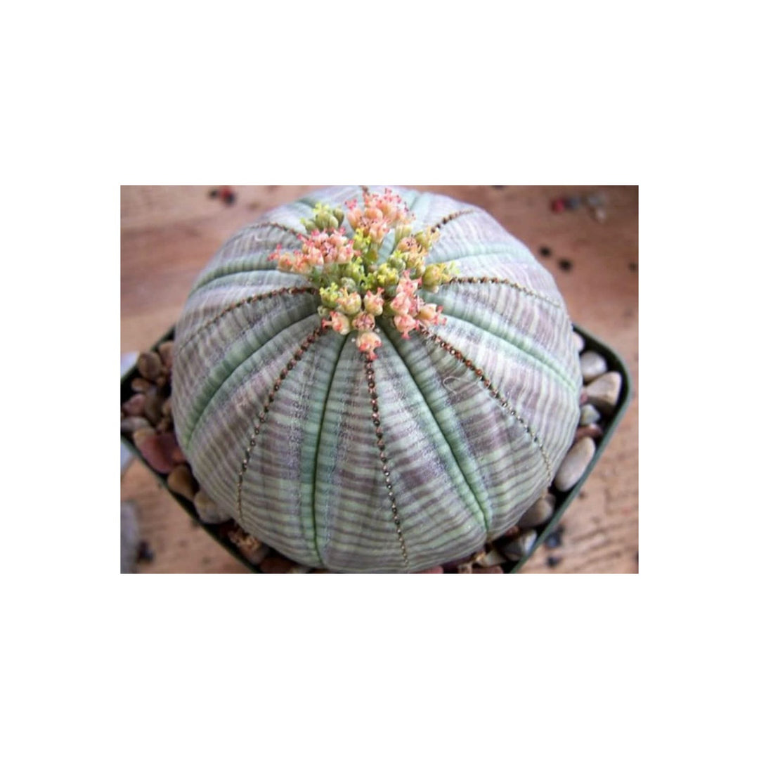 Heirloom Non Gmo Euphorbia Obesa Baseball Plant Flower For Planting Flower Seeds for Home Garden [neera-v5-6c44c05df19538f2915e]