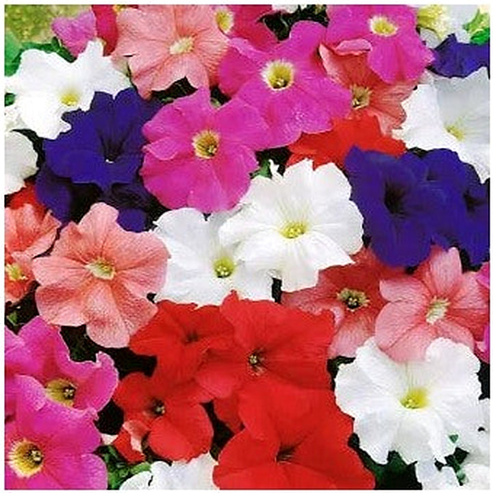 Mix Petunia Flower Seeds for Garden Planting [neera-v5-6c5b25feb71df51b4a7f]