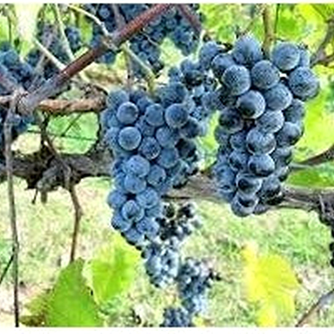 Dark Blue Grapefruit Seeds for Planting [neera-v5-6c6a869eb78a18cd428d]