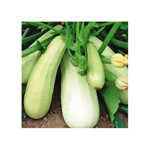 Bianco Di Trieste Zucchini Seeds for Planting [neera-v5-6c713716a9b75c762e02]