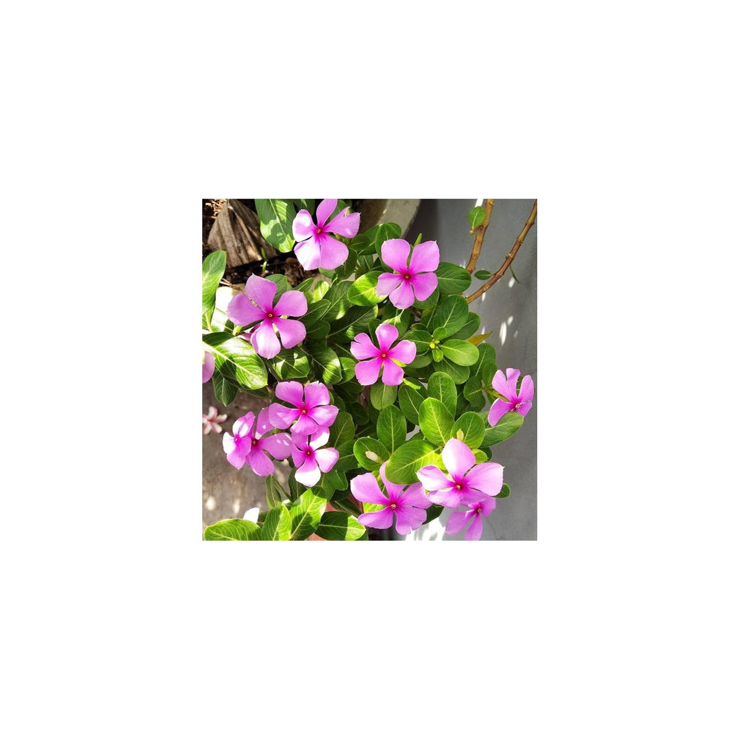 Organic Heirloom Non Gmo Vinca For Planting Fresh Vibrant Garden Blooms Flower Seeds for Home [neera-v5-6c8a6604ba8d6fe4b061]