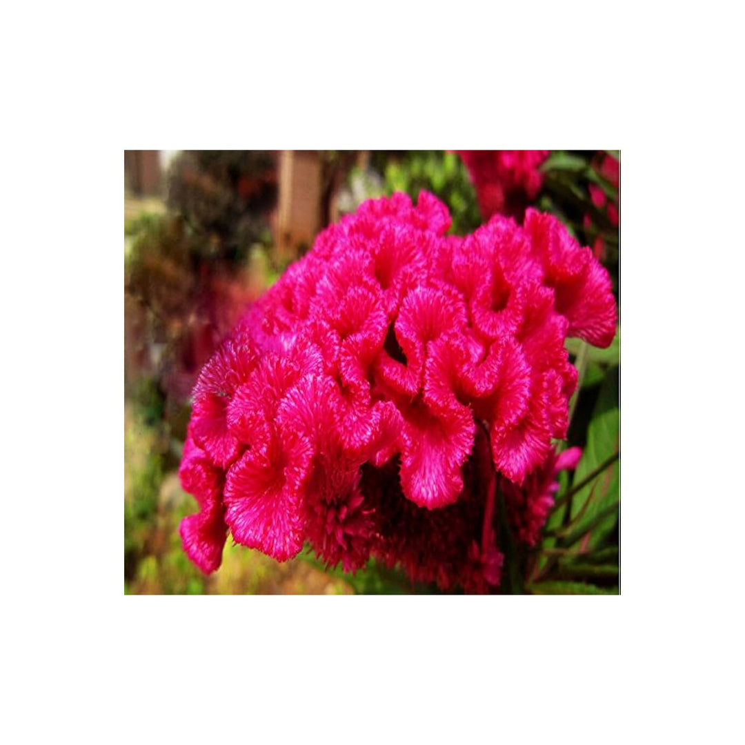 Fuchsia Fuchsia Hybrida Flower For Planting In Hanging Baskets Or Shaded Garden Pots Flower Seeds [neera-v5-6c8fa091e5ba5d760ee0]