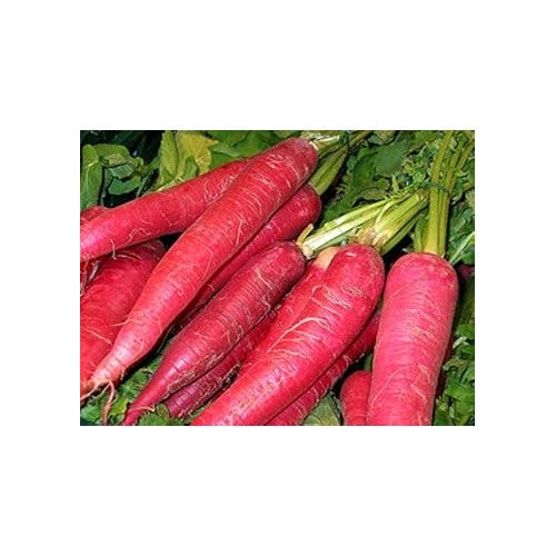 Red Radish Seeds for Planting [neera-v5-6c9d51b64a8e8ea5ce23]
