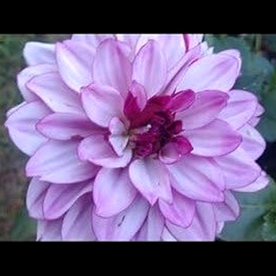 Purple White Dahlia Flower Seeds for Planting [neera-v5-6ca028688362ea81bf98]