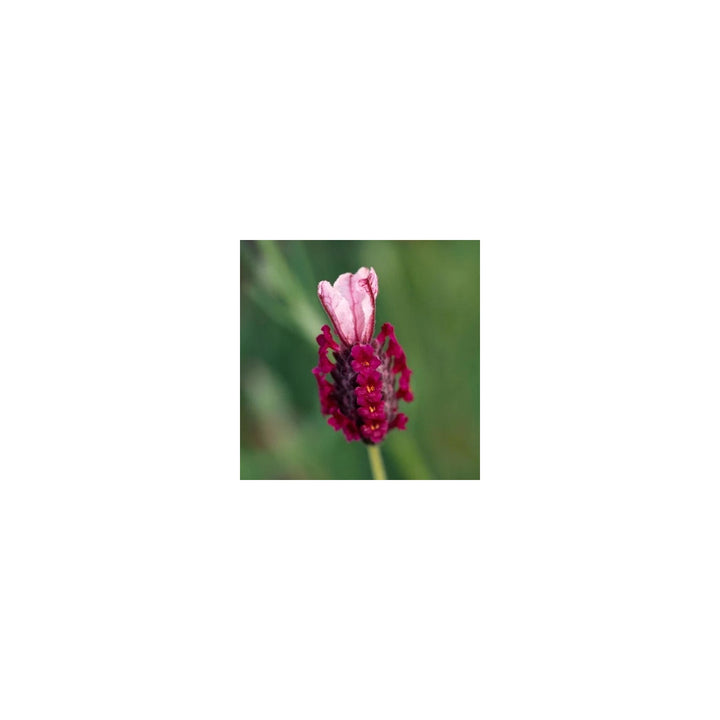 Lavender Red Heirloom Non Gmo Provence Plant Blooms Planting Flower Seeds Home Garden [neera-v5-6ca965138f349681ee7b]